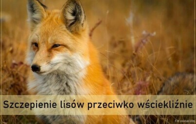 Zdjęcie do Akcja szczepienia lis&oacute;w