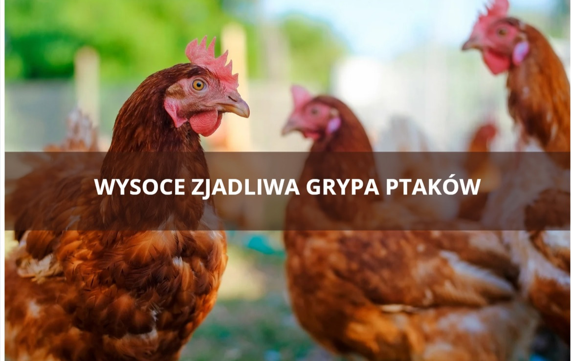 Zdjęcie poglądowe
