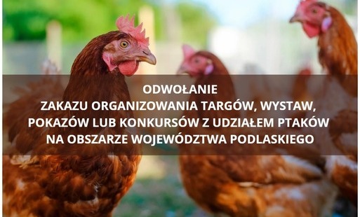 Grafika poglądowa