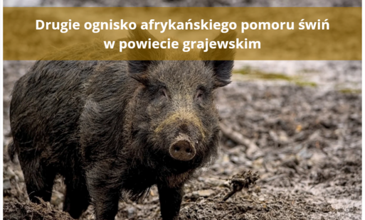 Zdjęcie poglądowe